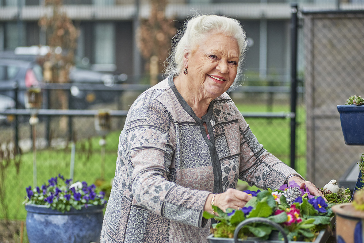 mevrouw in de tuin verzorgd haar viooltjes